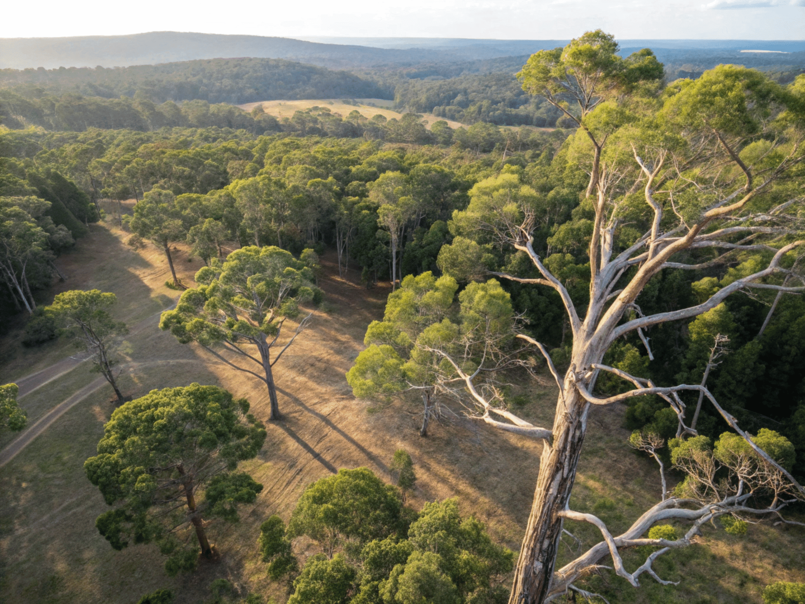 inspection-of--trees-view-from-a-drone